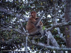 Wild proboscis monkey
