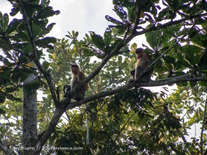 Wild proboscis monkeys