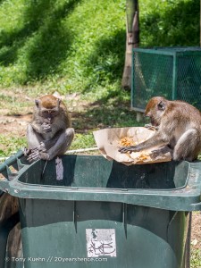 Monkeys eating garbage at the Batu Caves