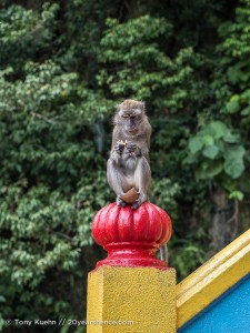 Scavenger Monkey at the Batu Caves