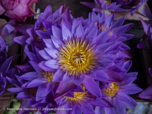 Beautiful Lotus in Kandy, Sri Lanka