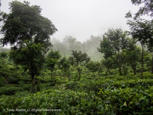 The tea plantations of Ella, Sri Lanka