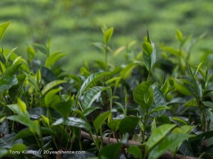 A tea plantation in Ella, Sri Lanka