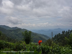 Tea plantations outside of Ella, Sri Lanka