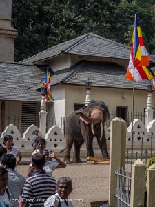An elephant in the Temple of the Tooth, Kandy, Sri Lanka